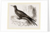 Frigate or Man-of-war Bird by Anonymous