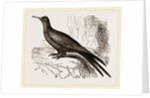 Frigate or Man-of-war Bird by Anonymous