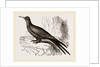 Frigate or Man-of-war Bird by Anonymous