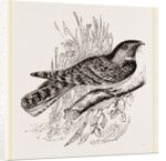 Chuck Will's Widow by Anonymous