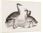 Kori Bustard and Houbara by Anonymous