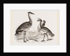 Kori Bustard and Houbara by Anonymous