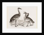 Kori Bustard and Houbara by Anonymous