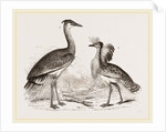 Kori Bustard and Houbara by Anonymous