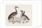 Kori Bustard and Houbara by Anonymous