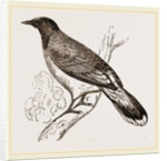 Glossy-headed Shortfoot by Anonymous