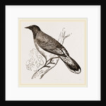 Glossy-headed Shortfoot by Anonymous