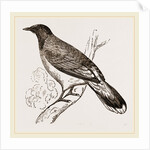 Glossy-headed Shortfoot by Anonymous