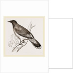 Glossy-headed Shortfoot by Anonymous