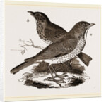 Fieldfare and Song-Thrush by Anonymous