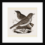 Fieldfare and Song-Thrush by Anonymous