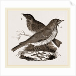 Fieldfare and Song-Thrush by Anonymous