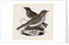 Fieldfare and Song-Thrush by Anonymous