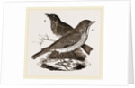 Fieldfare and Song-Thrush by Anonymous