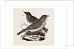 Fieldfare and Song-Thrush by Anonymous