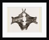 Sternum of River Tortoise by Anonymous