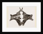 Sternum of River Tortoise by Anonymous