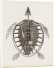 Skeleton of Loggerhead Turtle by Anonymous