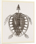 Skeleton of Loggerhead Turtle by Anonymous