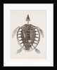 Skeleton of Loggerhead Turtle by Anonymous