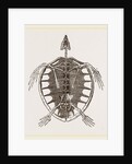 Skeleton of Loggerhead Turtle by Anonymous