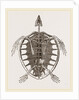 Skeleton of Loggerhead Turtle by Anonymous