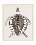 Skeleton of Loggerhead Turtle by Anonymous