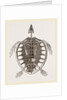 Skeleton of Loggerhead Turtle by Anonymous