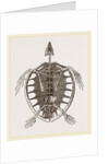 Skeleton of Loggerhead Turtle by Anonymous