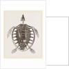 Skeleton of Loggerhead Turtle by Anonymous