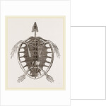 Skeleton of Loggerhead Turtle by Anonymous
