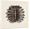 Carapace of River Tortoise by Anonymous