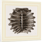 Carapace of River Tortoise by Anonymous