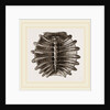 Carapace of River Tortoise by Anonymous