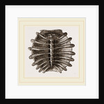 Carapace of River Tortoise by Anonymous