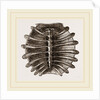 Carapace of River Tortoise by Anonymous