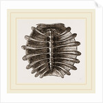 Carapace of River Tortoise by Anonymous