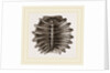 Carapace of River Tortoise by Anonymous