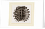 Carapace of River Tortoise by Anonymous