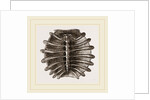 Carapace of River Tortoise by Anonymous