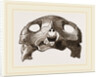 Skull of Indian Tortoise by Anonymous