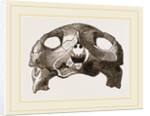 Skull of Indian Tortoise by Anonymous