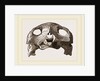 Skull of Indian Tortoise by Anonymous