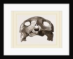 Skull of Indian Tortoise by Anonymous