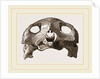 Skull of Indian Tortoise by Anonymous