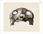 Skull of Indian Tortoise by Anonymous