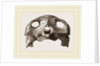 Skull of Indian Tortoise by Anonymous
