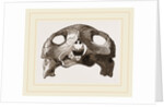 Skull of Indian Tortoise by Anonymous