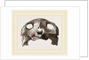 Skull of Indian Tortoise by Anonymous