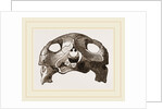 Skull of Indian Tortoise by Anonymous